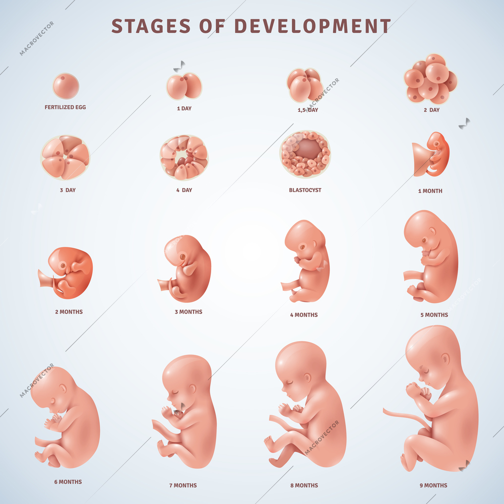 Set of isolated decorative icons showing stages of human embryonic development with period clarification in months realistic vector illustration