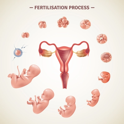 Colored poster with scheme of human fertilization process and embryo development in realistic style vector illustration