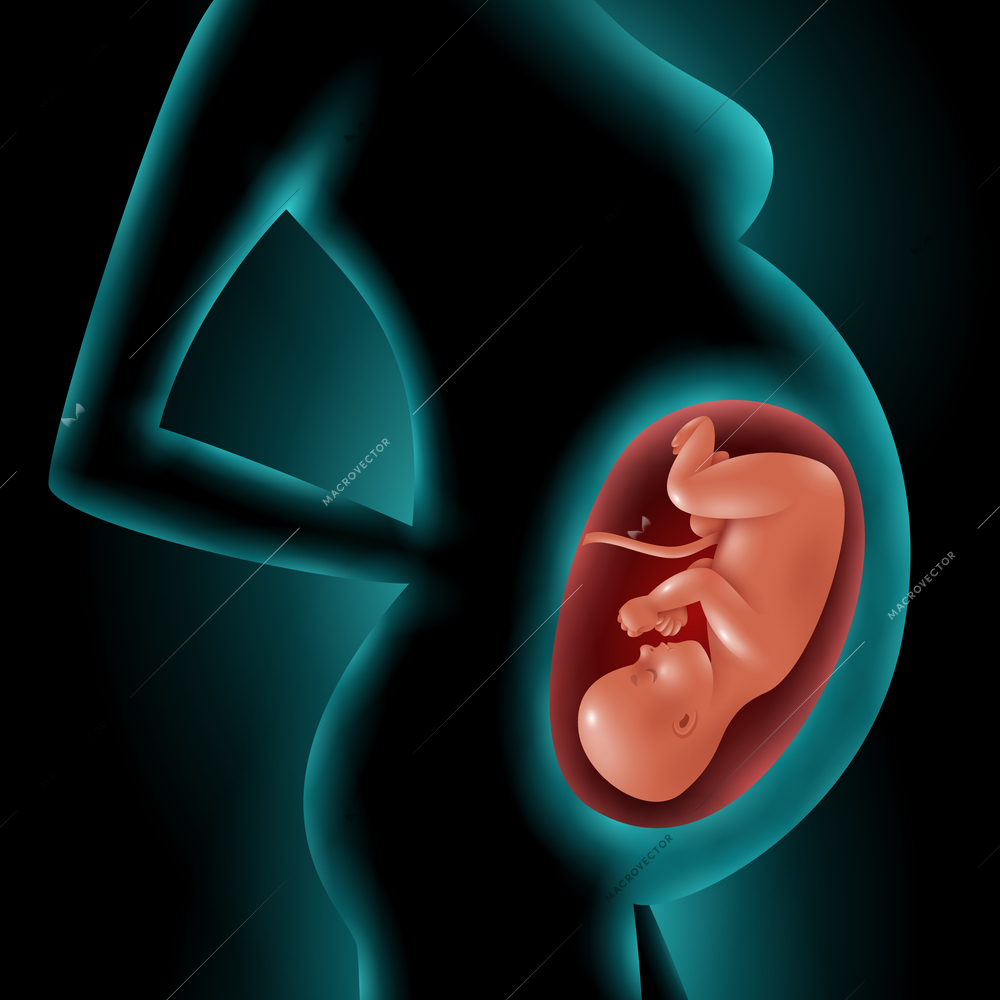 Silhouette of a pregnant woman with highlighted image of her fetus in womb 3d vector illustration