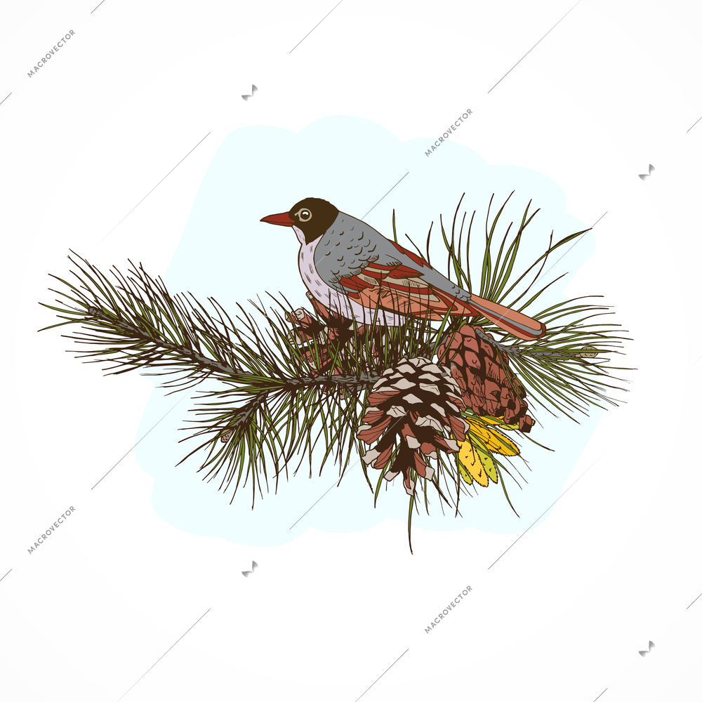 Colored pine branches with cones and sitting bird hand drawn vector illustration