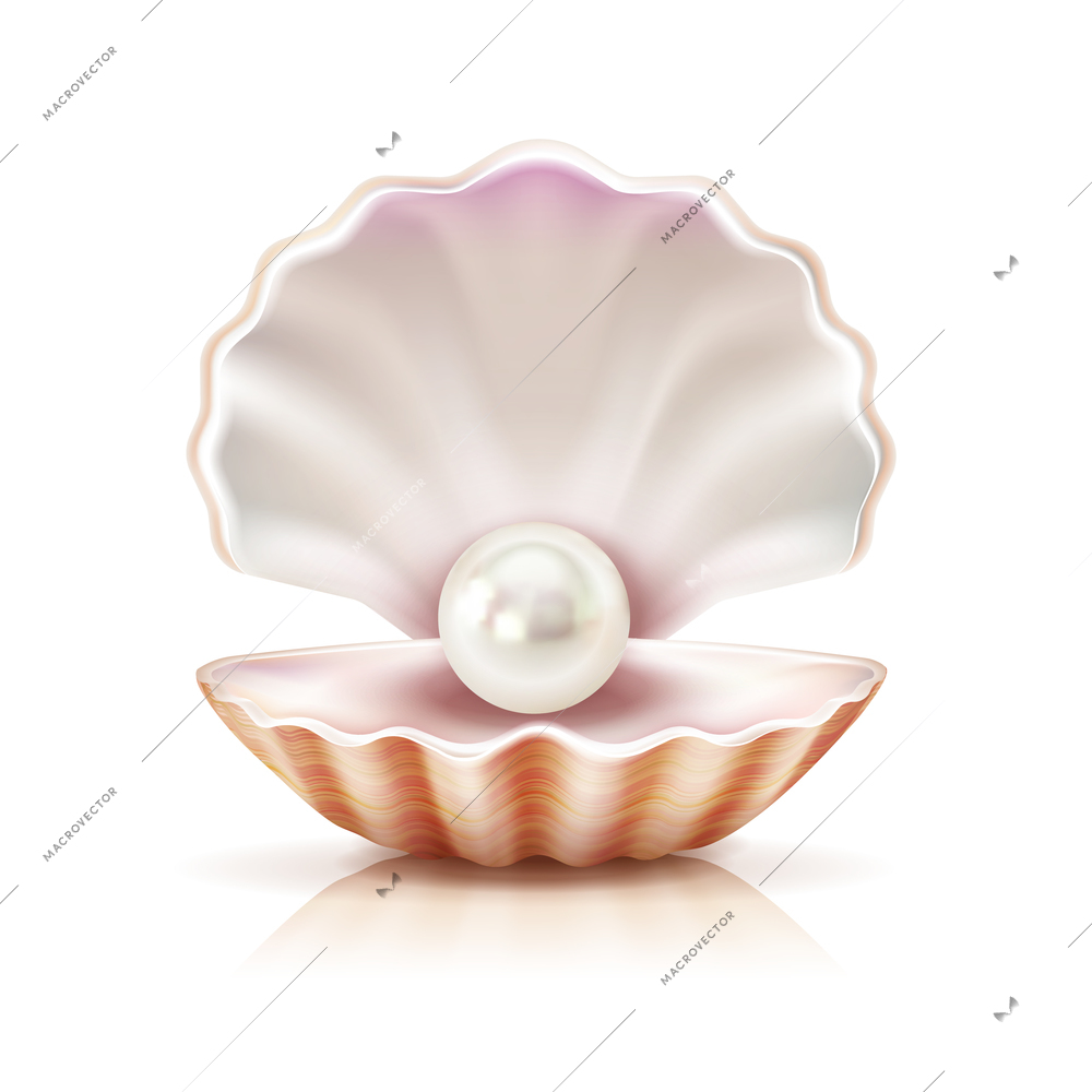 Mother of pearl shining in open shell of freshwater or seashell mollusk closeup realistic image vector illustration