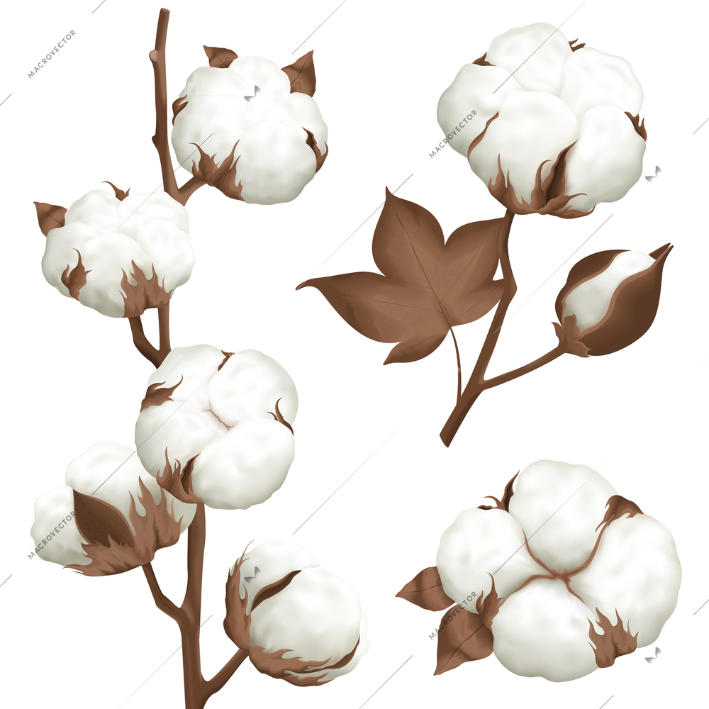 Ripe cotton boll opened seeds case realistic set of 3 plant parts isolated vector illustration