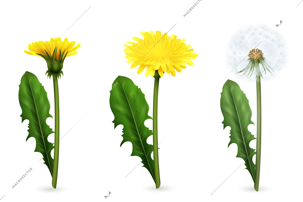 Set of realistic images of yellow and white dandelion flowers with leaves in different stages of flowering isolated vector illustration