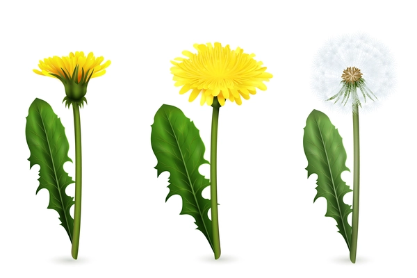 Set of realistic images of yellow and white dandelion flowers with leaves in different stages of flowering isolated vector illustration