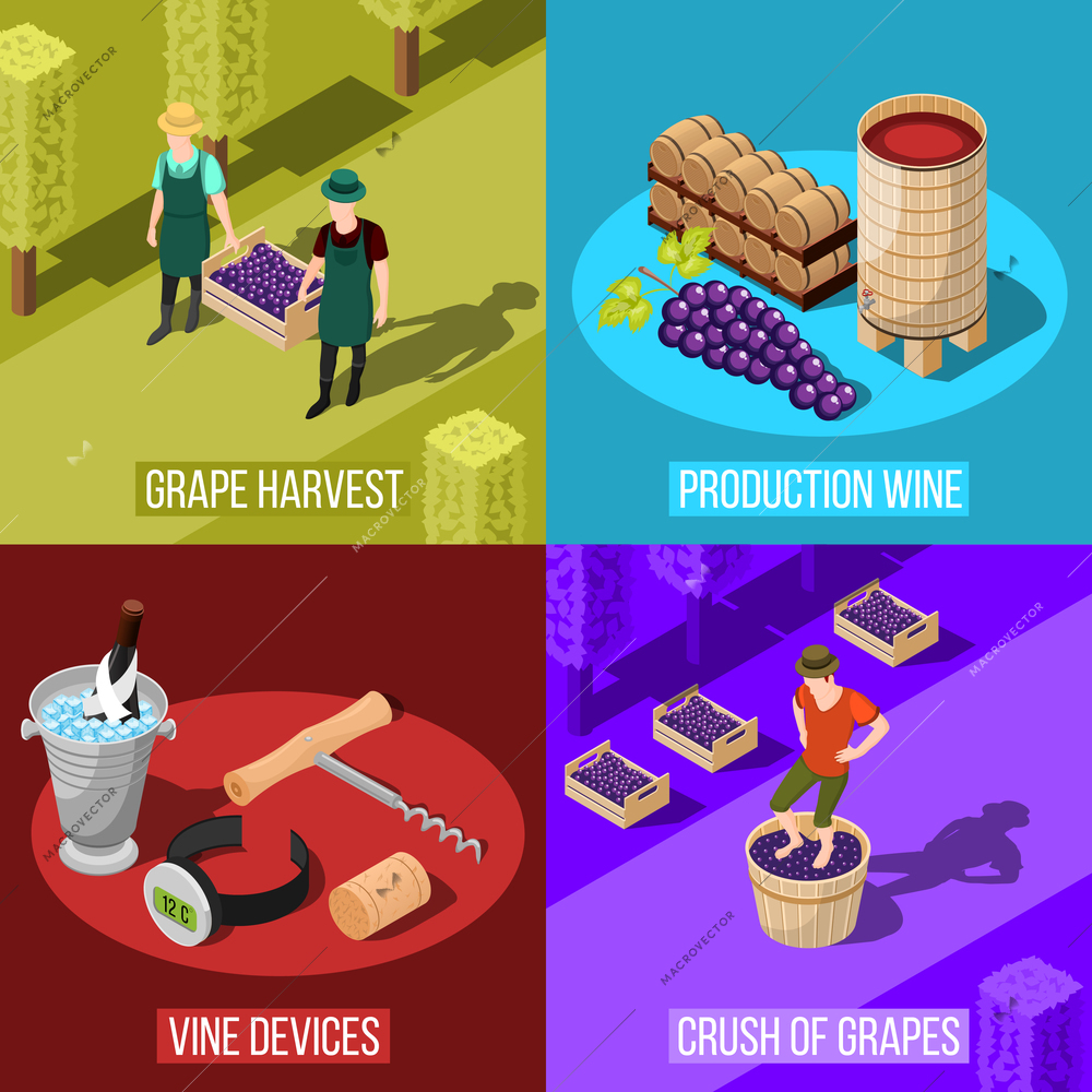 Isometric wine production design concept with colorful square compositions of grape gathering in vineyard and warehouse vector illustration