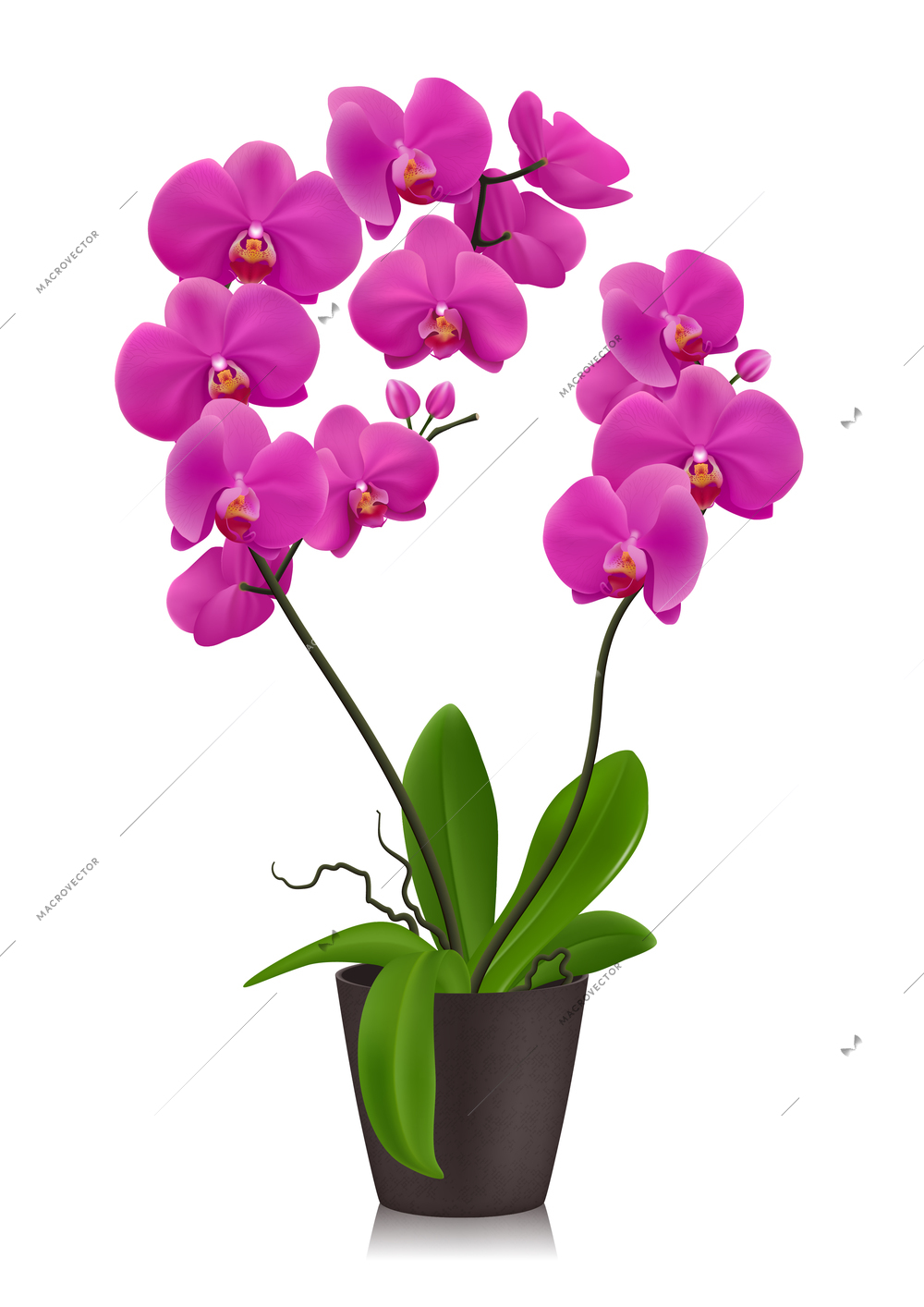 Purple orchid in flowerpot design concept  in realistic style on white background isolated vector illustration