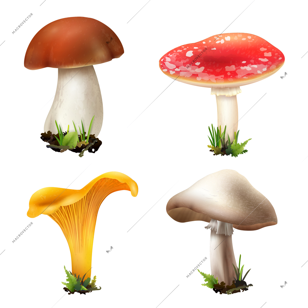 Realistic mushrooms set of four isolated images with ingrown boletus girolle champignon and fly agaric vector illustration