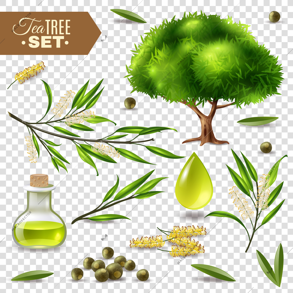 Botanical realistic set with tea tree flowers leaves and bottle with oil isolated on transparent background vector illustration