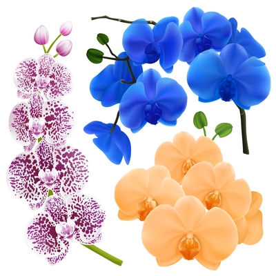 Orchid branches with colorful flowers 3 realistic images set in apricot royal blue and purple spots vector illustration
