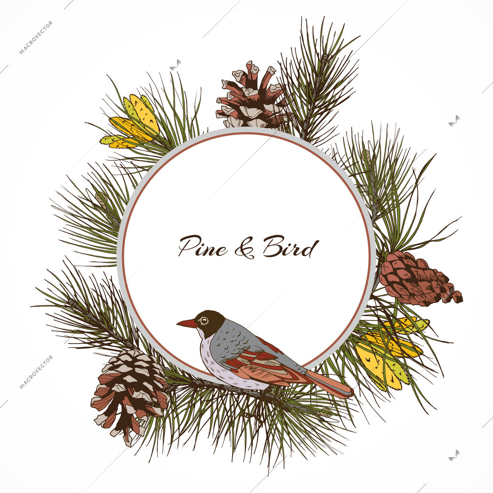 Colored pine branches label with cones frame and sitting bird vector illustration