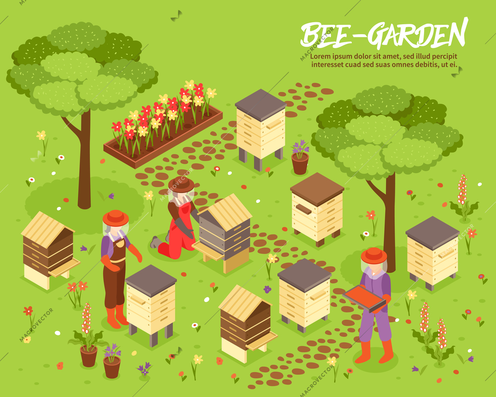 Bee keeping yard with beehives honey harvesting isometric poster with apiary friendly plants garden background vector illustration