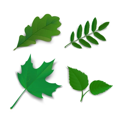 Summer leaves set oak, maple, ash and birch vector illustration