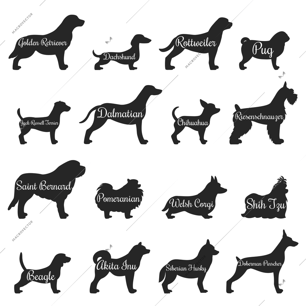 Isolated purebred dogs profile silhouette icon set with golden retriever pug beagle jack Russell terrier and other breeds vector illustration