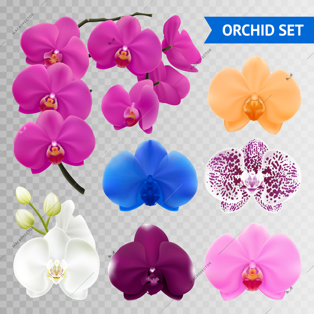 Colorful orchid flowers collection branch and blue pink wine mottled heads on transparent background realistic vector illustration