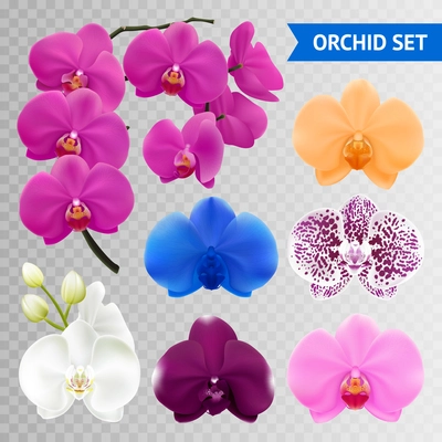 Colorful orchid flowers collection branch and blue pink wine mottled heads on transparent background realistic vector illustration