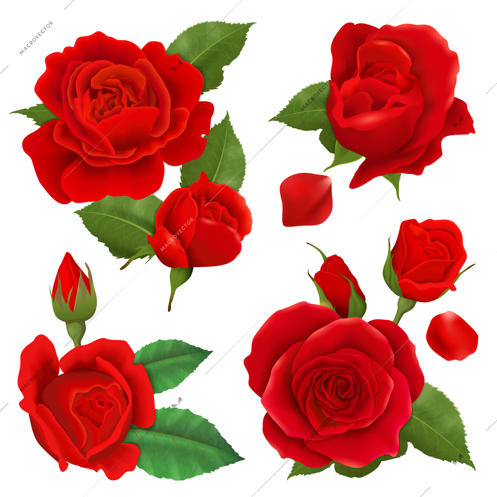 Colored and isolated realistic rose flower icon set with green leaves and deep red flowers vector illustration