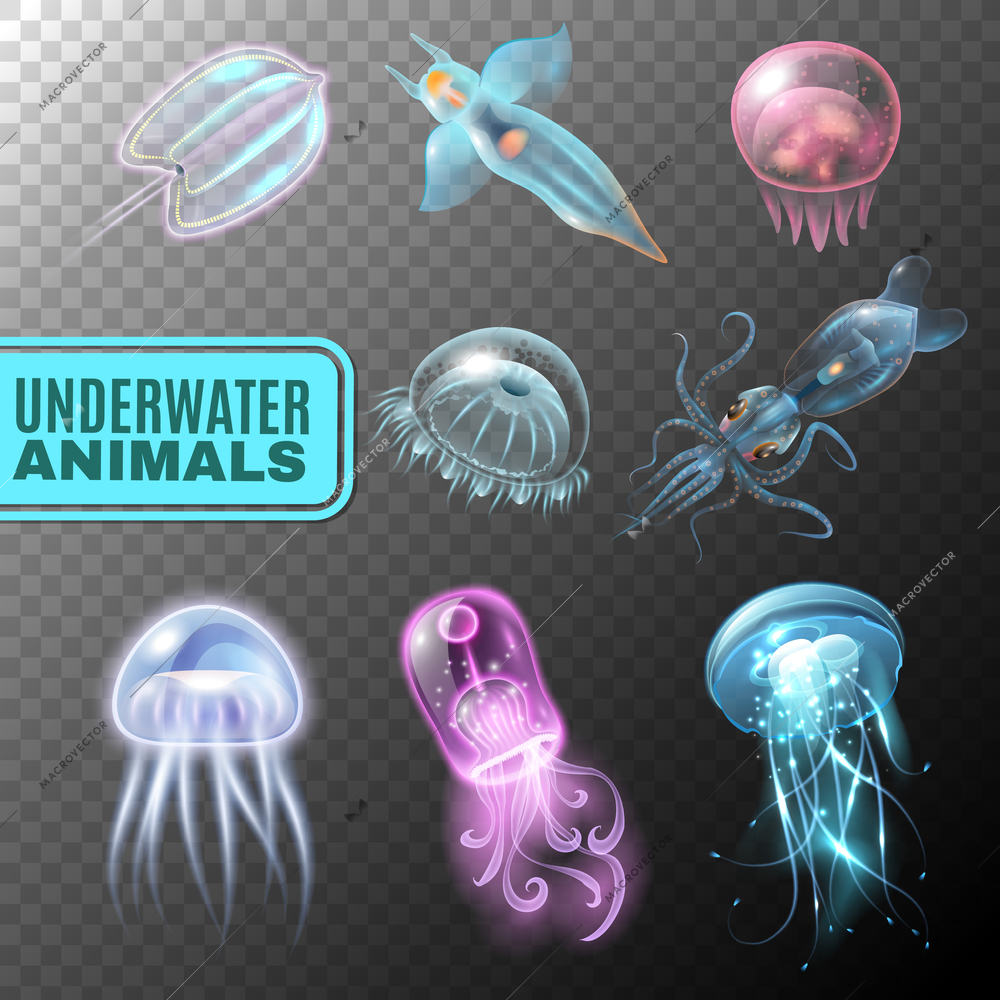 Beautiful realistic and colored underwater transparent icon set swimming in the sea vector illustration