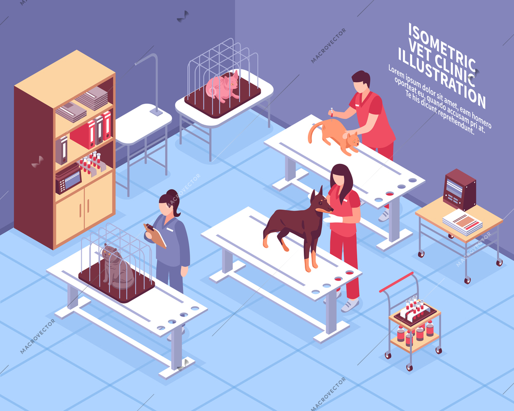 Colored isometric veterinary composition with veterinarians at work in the vet clinic vector illustration