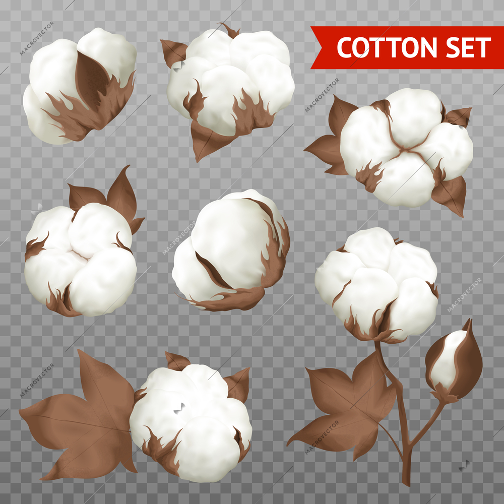 Ripe cotton boll fiber in opened seeds case realistic set plant parts isolated transparent background vector illustration