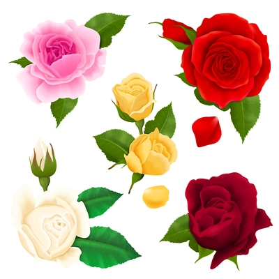 Rose flowers realistic set with different colors and shapes isolated  vector illustration