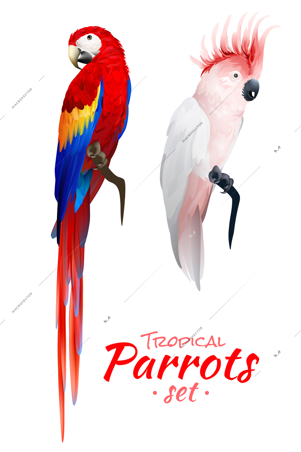 Realistic set of tropical parrots with red blue macaw and cockatoo with pink crest isolated vector illustration