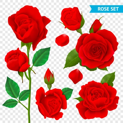 Rose realistic transparent set with red flowers isolated vector illustration