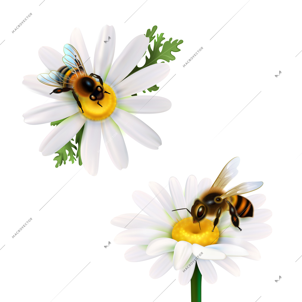 Two honey bees collecting nectar from daisy flowers realistic icons set on white background isolated vector illustration