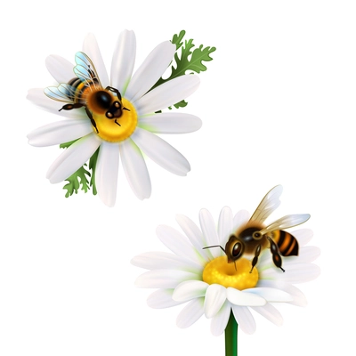 Two honey bees collecting nectar from daisy flowers realistic icons set on white background isolated vector illustration