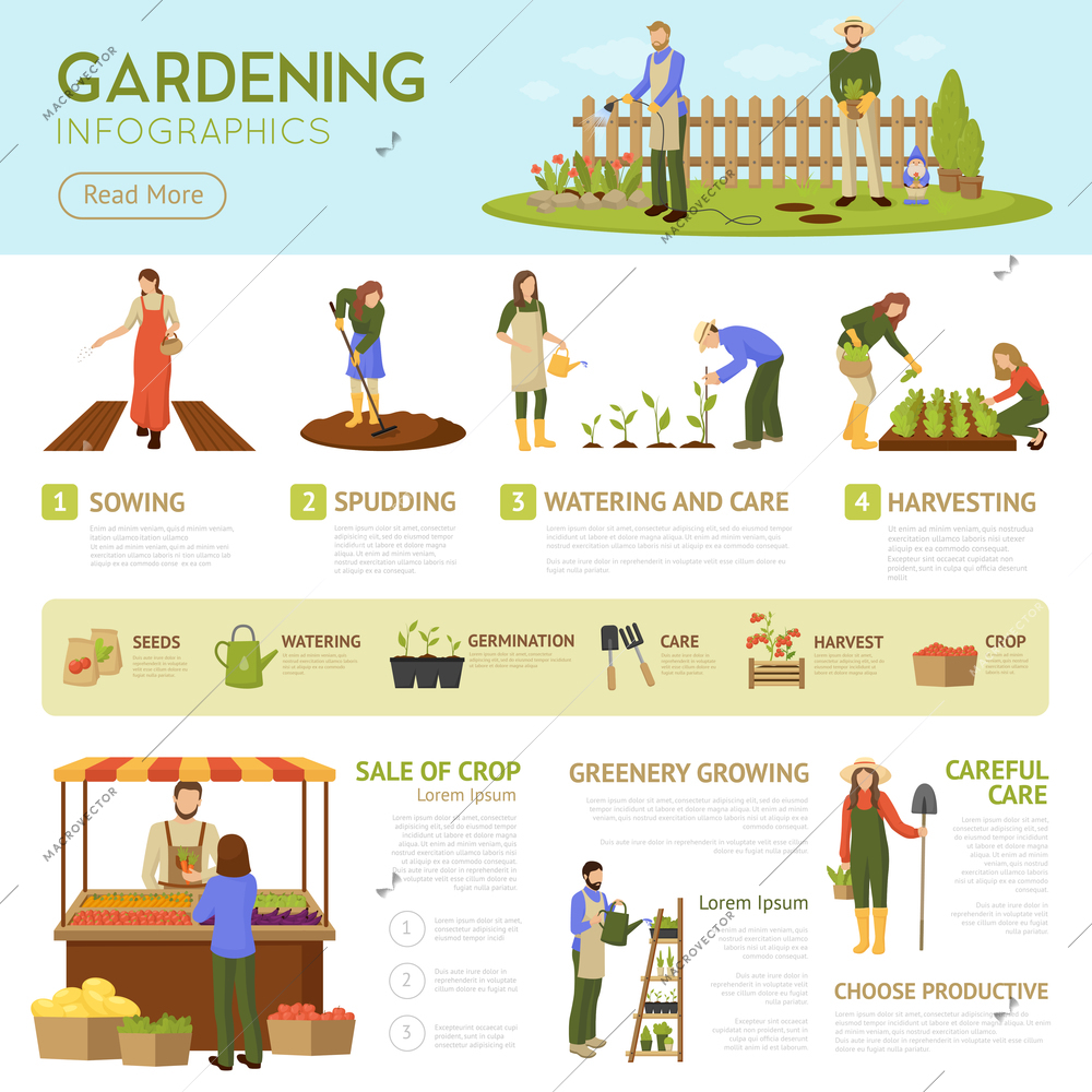 Gardening infographics template with horticulture banner, information about stages of growing plants, sale of crop vector illustration