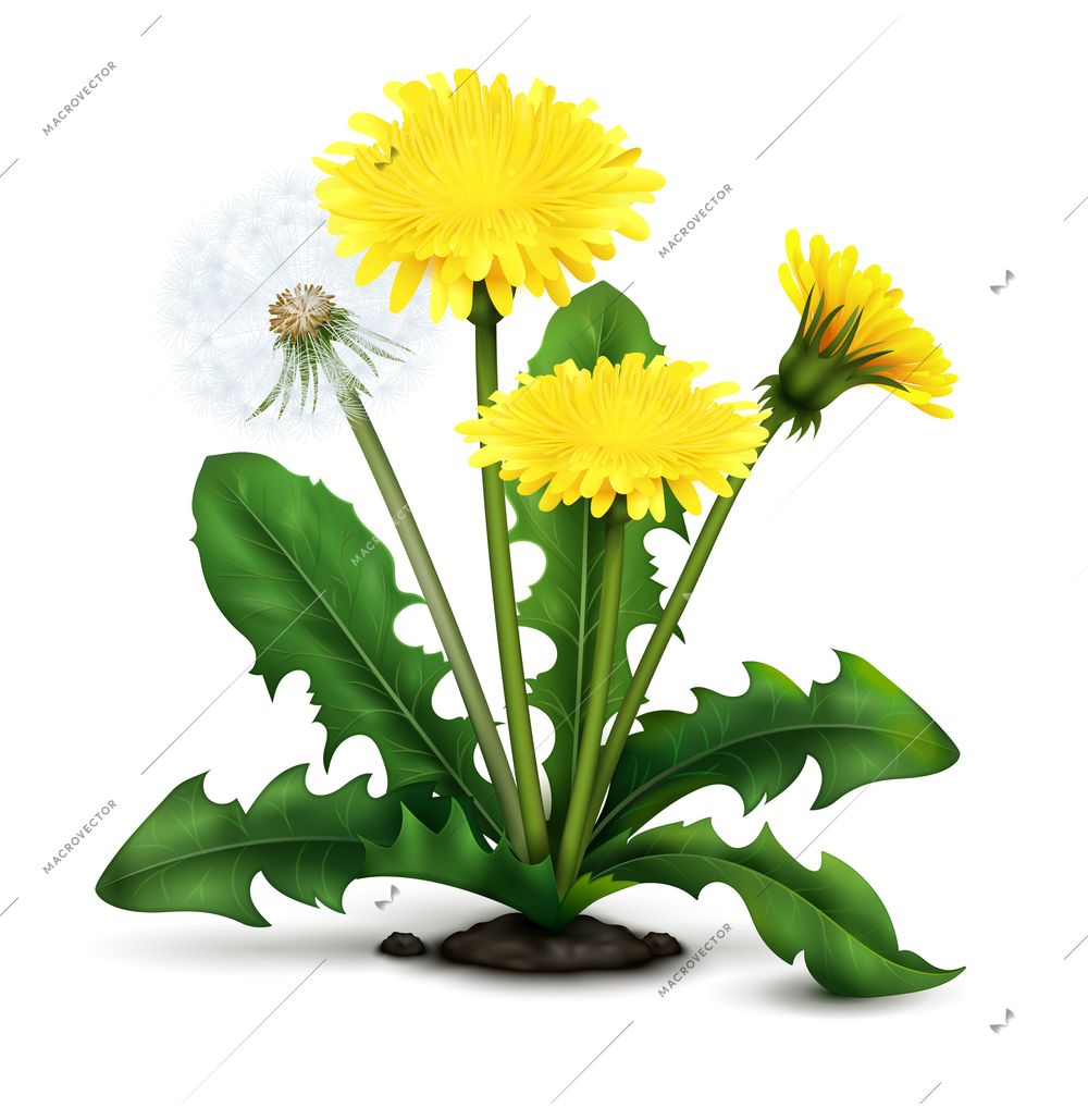 Realistic meadow dandelion flowers and fluff with leaves on white background vector illustration