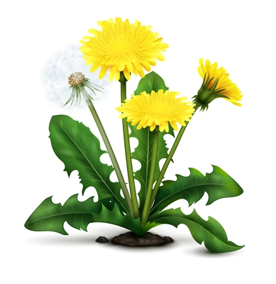 Realistic meadow dandelion flowers and fluff with leaves on white background vector illustration