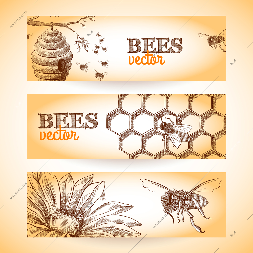 Honey bee hive comb and flower sketch banners set isolated vector illustration.