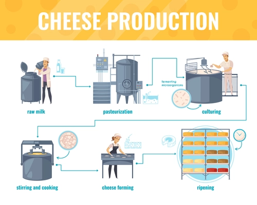 Cheese production cartoon infographics on white background with processing line including milk pasteurization, product ripening, vector illustration