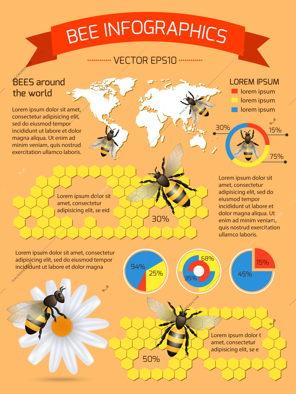 Honey bee on daisy and comb background infographic with world map vector illustration