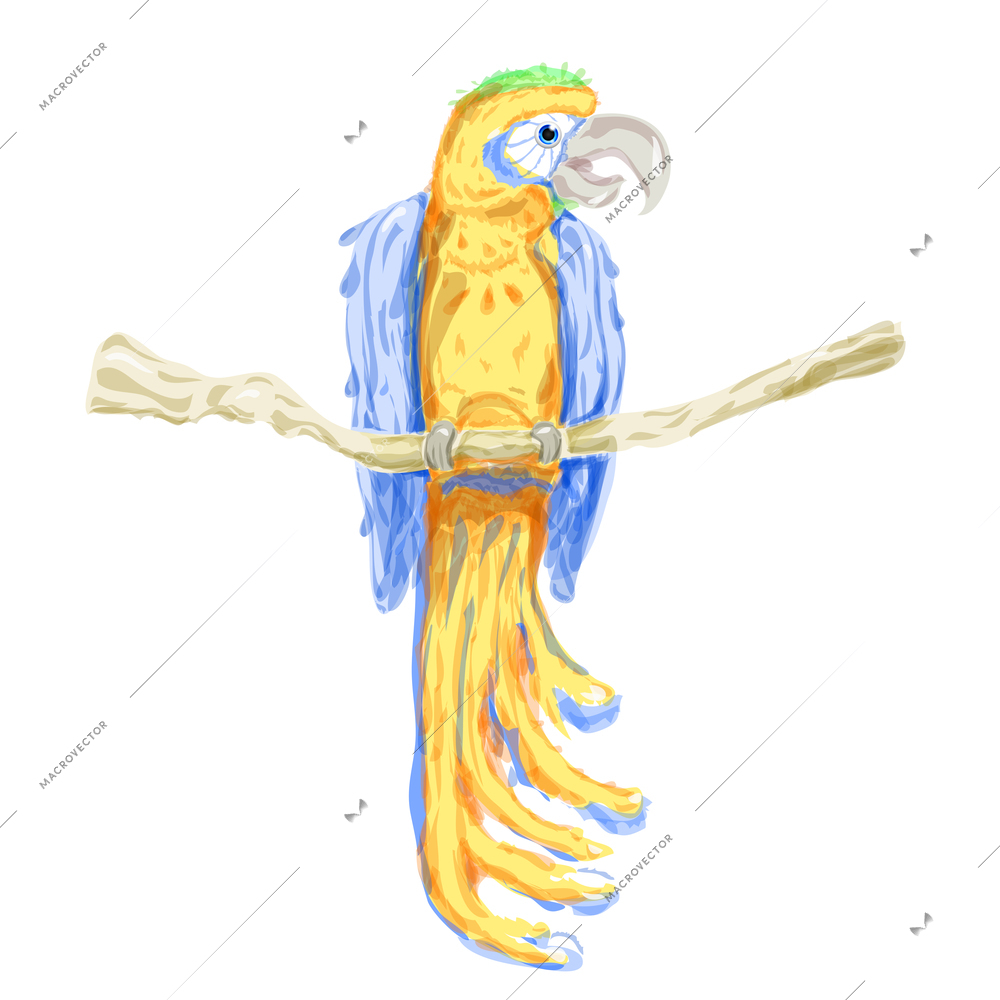 Vector Watercolor Parrot yellow with blue wings