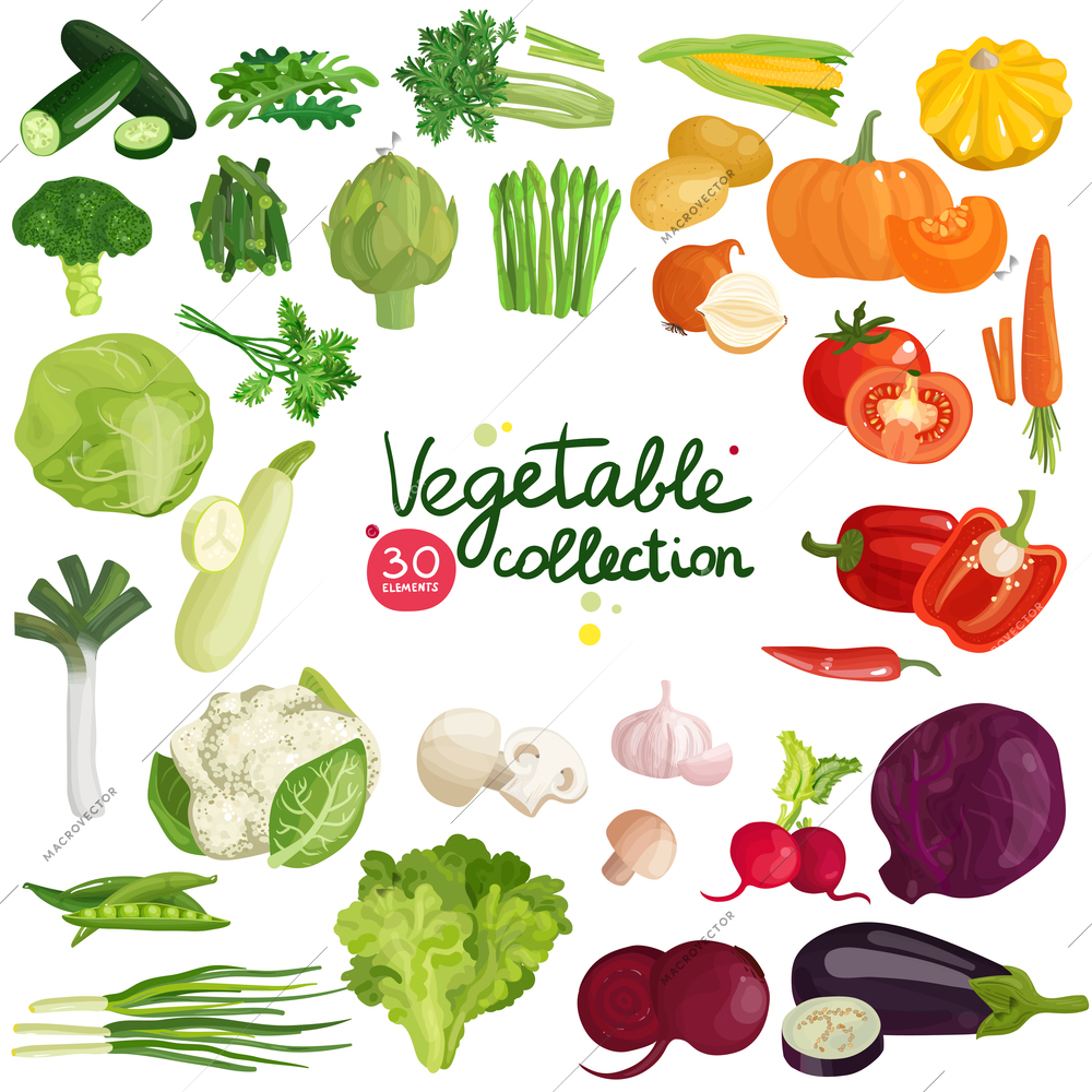 Vegetables and herbs collection with potato, corn, beet, eggplant, broccoli, arugula, leek and lettuce isolated vector illustration