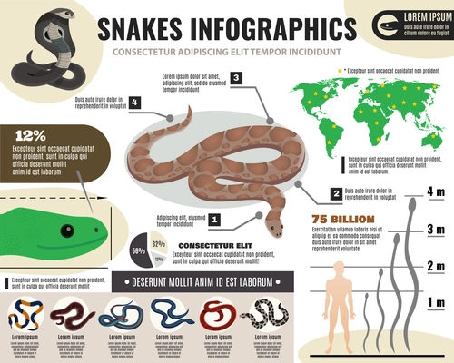 Snakes reptiles infographics with information about royal python and various serpents on light background vector illustration