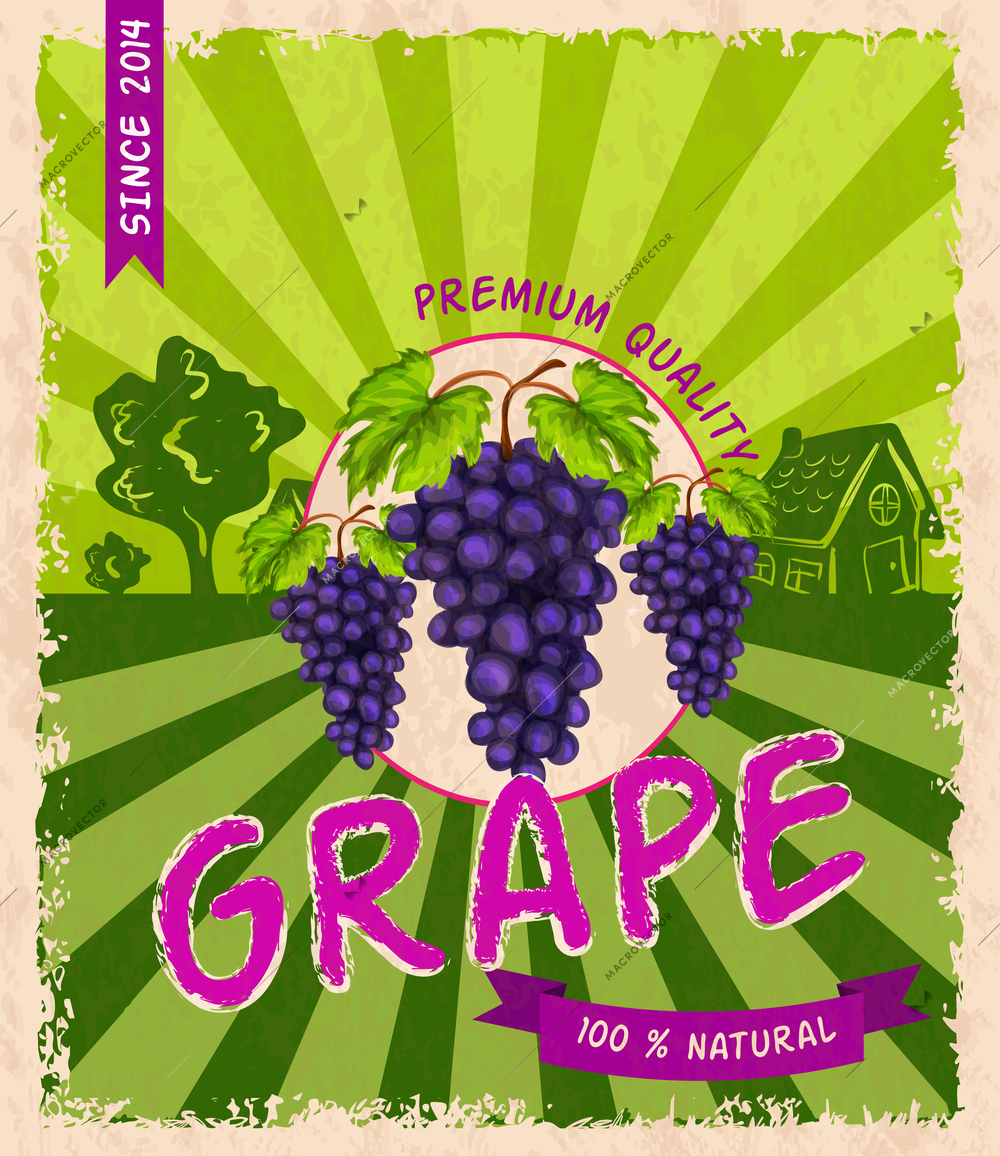 Healthy organic ripe grape branch premium quality retro poster vector illustration