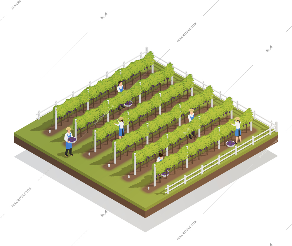 Viticulture isometric composition farmers engaged in harvesting on grape plantation isometric vector illustration