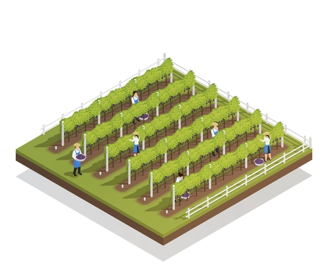 Viticulture isometric composition farmers engaged in harvesting on grape plantation isometric vector illustration