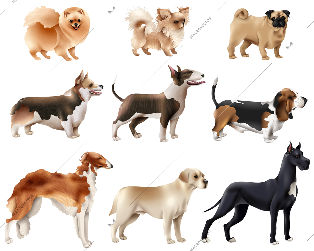 Colored and isolated dog breeds icon set with different sizes and breeds of dogs vector illustration