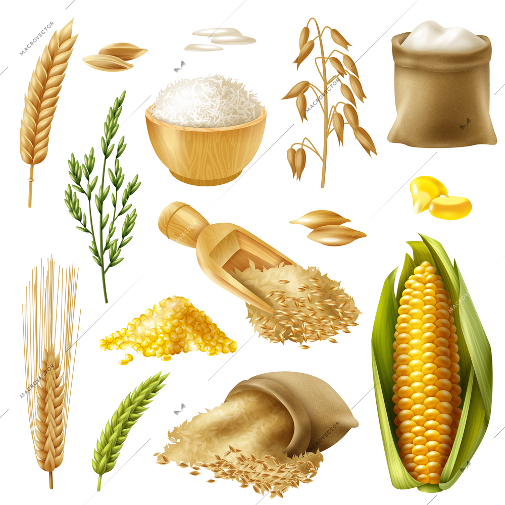 Colored and realistic cereals icon set with wheat rice barley oat corn vector illustration