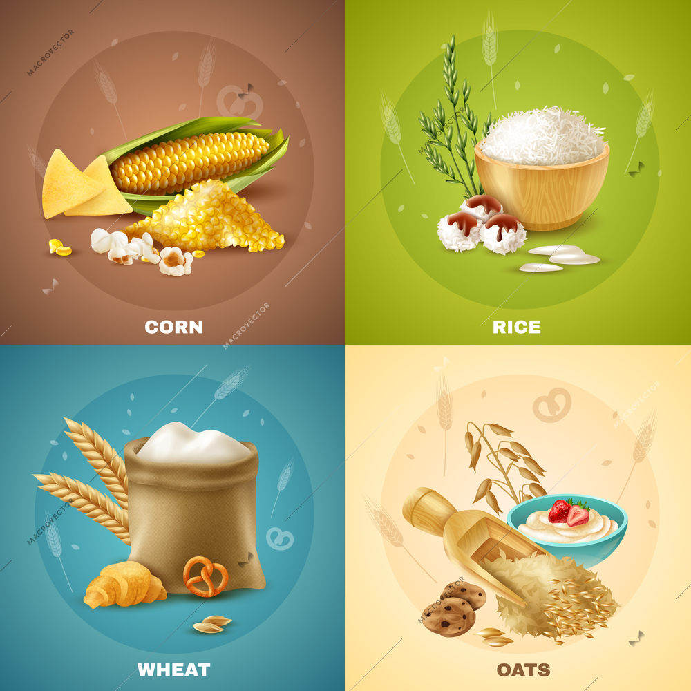 Four isolated cereals design concept or icon set with corn rice wheat and oats descriptions vector illustration