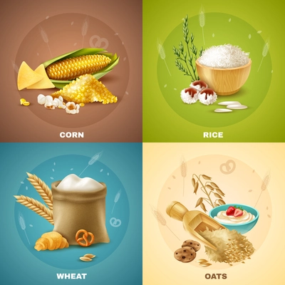 Four isolated cereals design concept or icon set with corn rice wheat and oats descriptions vector illustration