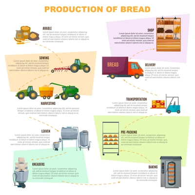 Bread production infographics, stages  from grain sowing to goods delivery in shop on light background vector illustration