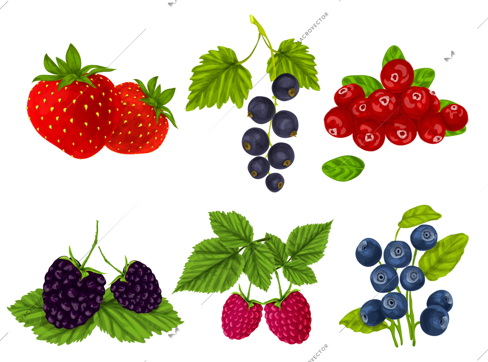 Natural organic berries set of strawberry blackberry cranberry isolated vector illustration