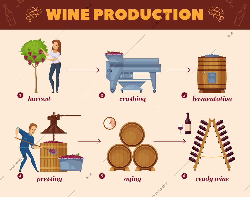 Winery production cartoon flowchart from grape harvesting to wine bottles rack infographic elements composition poster vector illustration