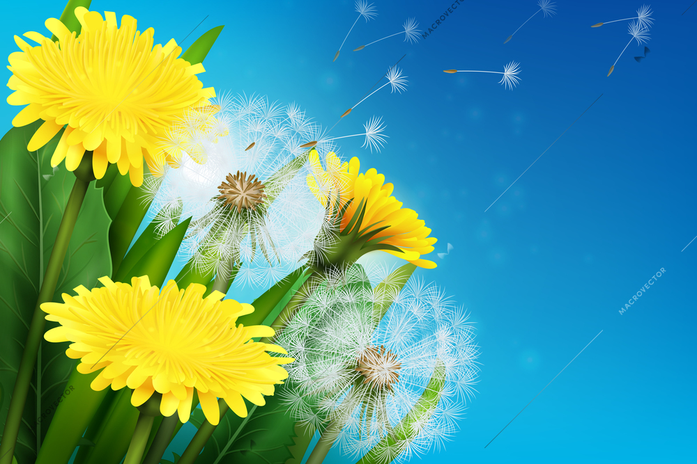 Realistic blooming dandelion and its flying seeds on blue background vector illustration