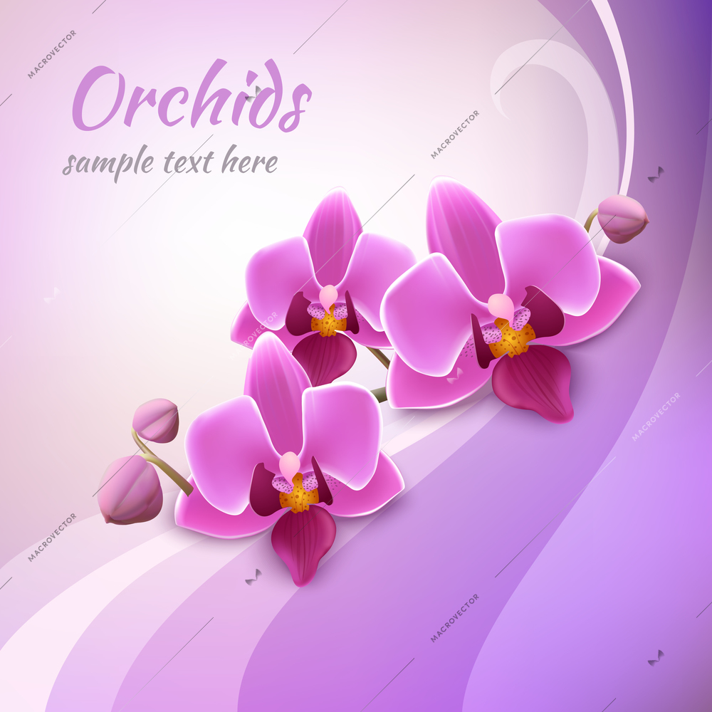 Decorative delicate orchid stem with buds and flowers  in blossom background poster vector illustration