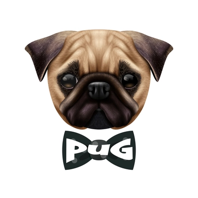 Colored isolated realistic pug dog portrait with big cute head and the bow tie vector illustration